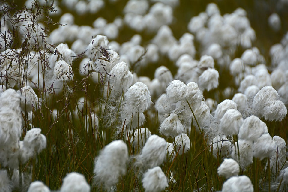 Discover the story of world’s most luxurious Egyptian Giza Cotton