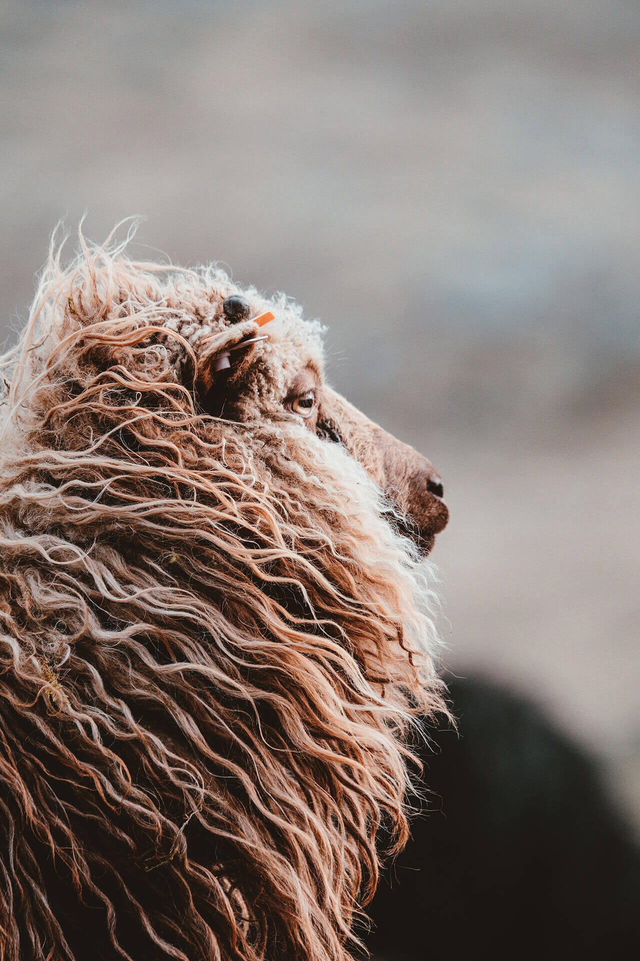 Brown sheep