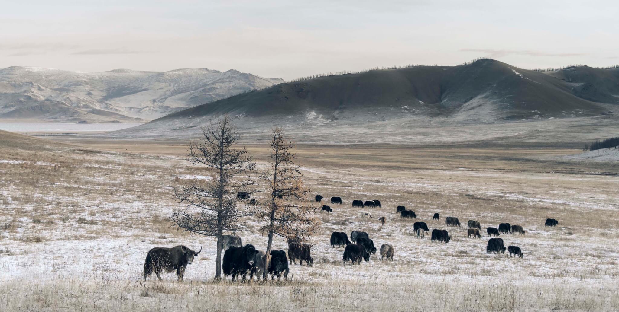 Tengri, хангайский горный як