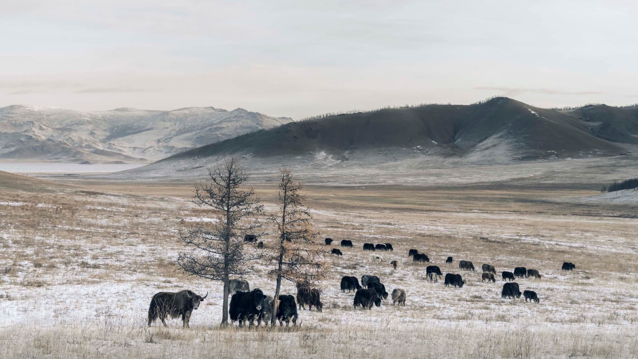 Yak Tengri des montagnes du Khangai