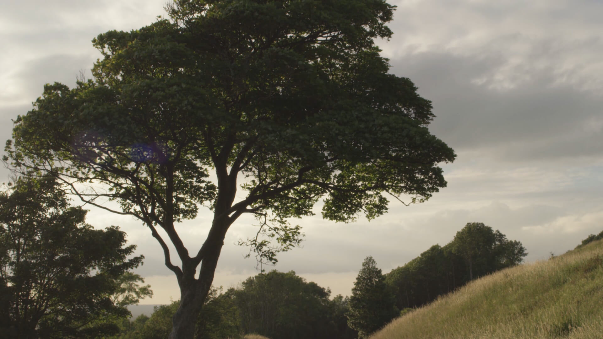 An image of the English countryside