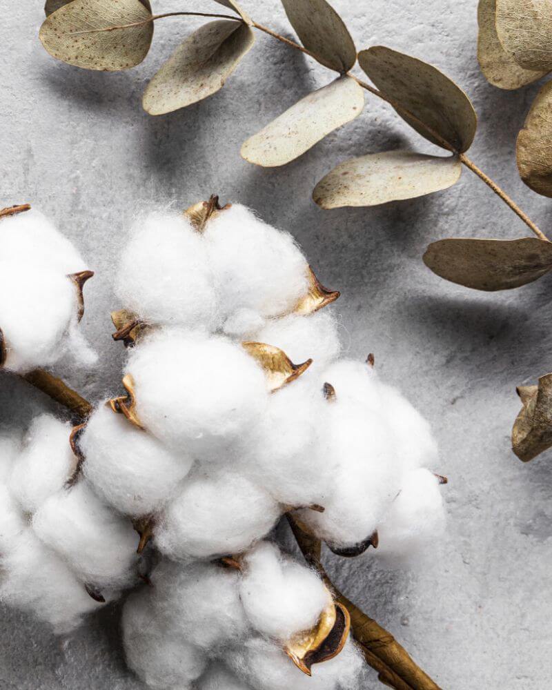 Image of cotton buds and leaves