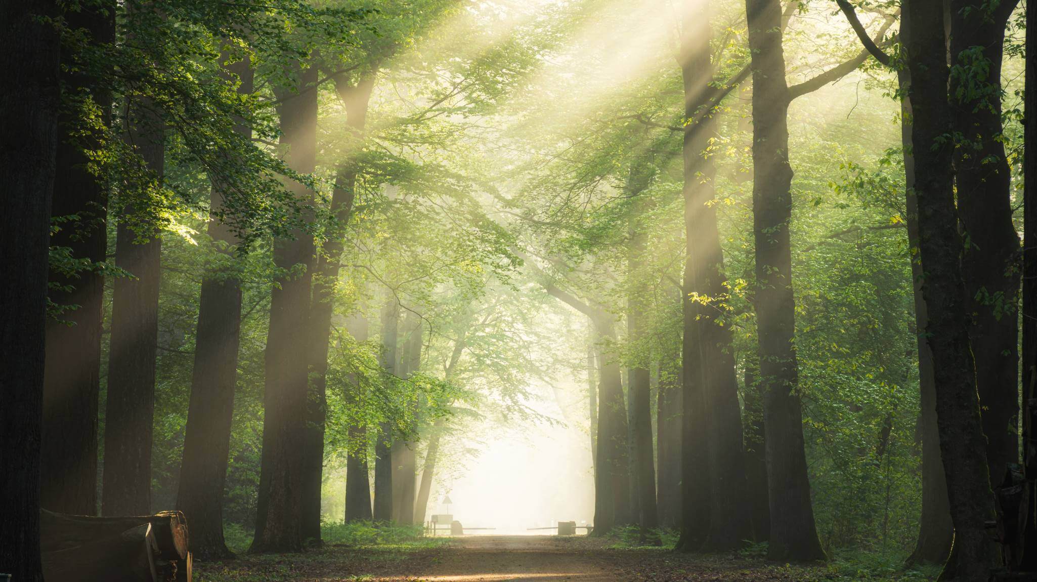 Image of a forest, showing green trees with misty fog and sunshine peeking through the crowns