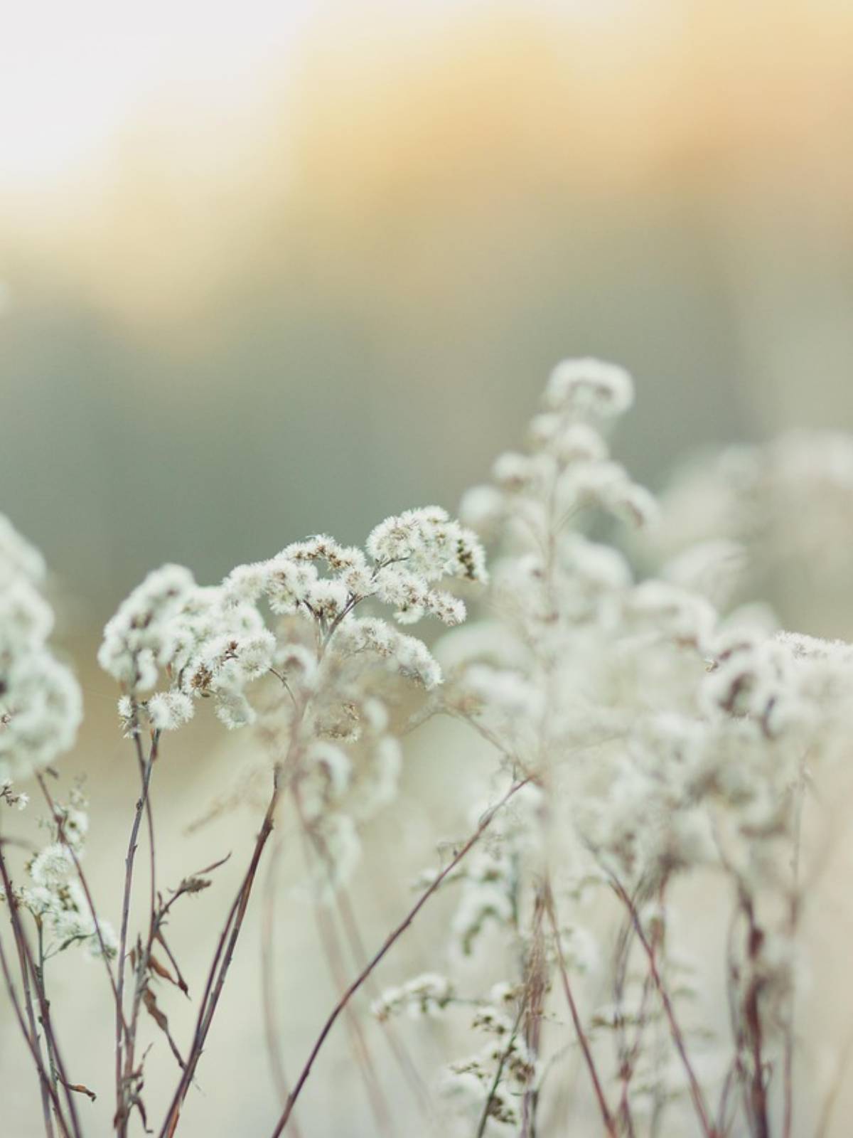 Image of white grass photographed in a field surrounded by soft light