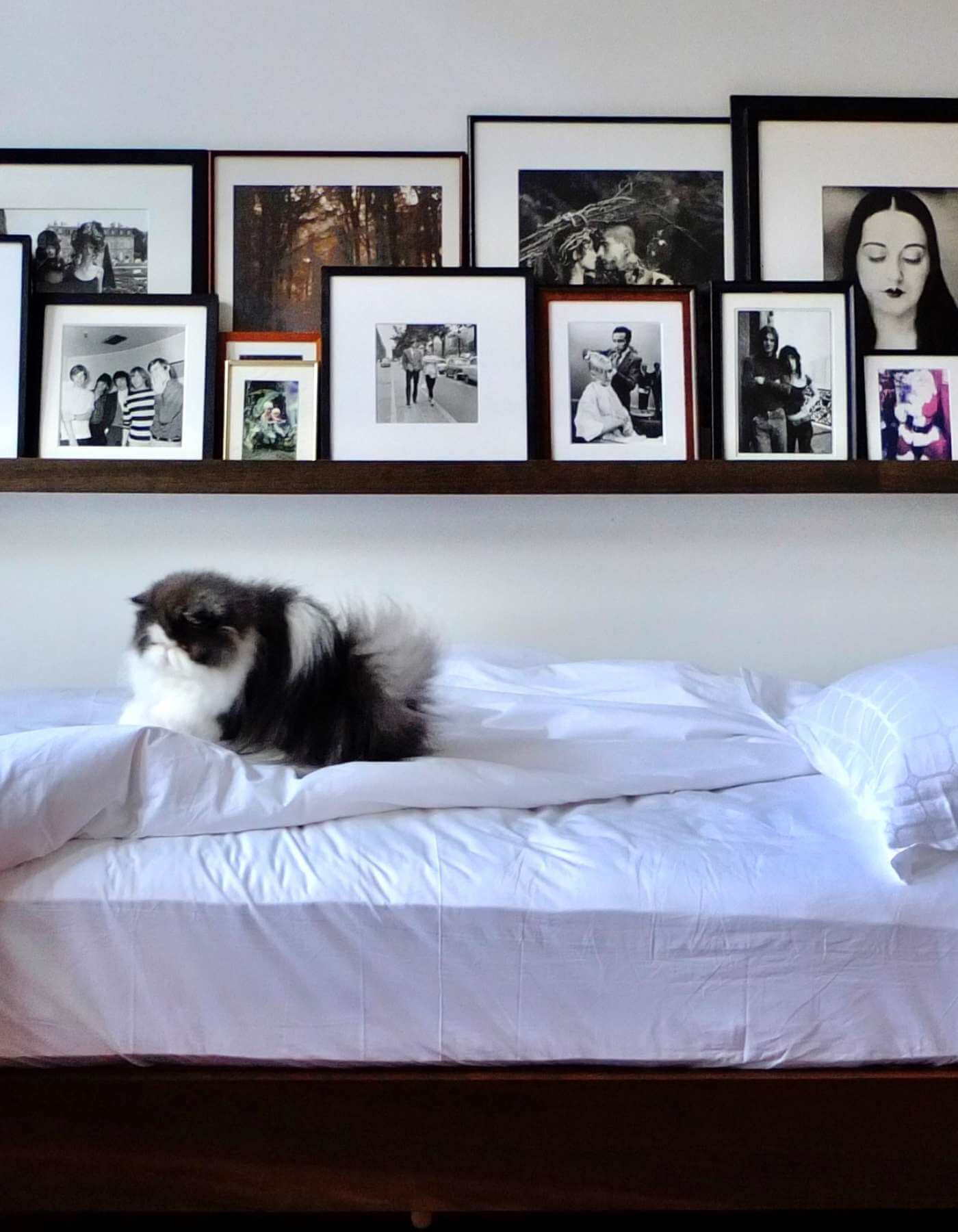 Jimmy, Grace Coddington's cat enjoying the new Savoir mattress paired with crisp, white bed linen in our trademark Trellis ticking