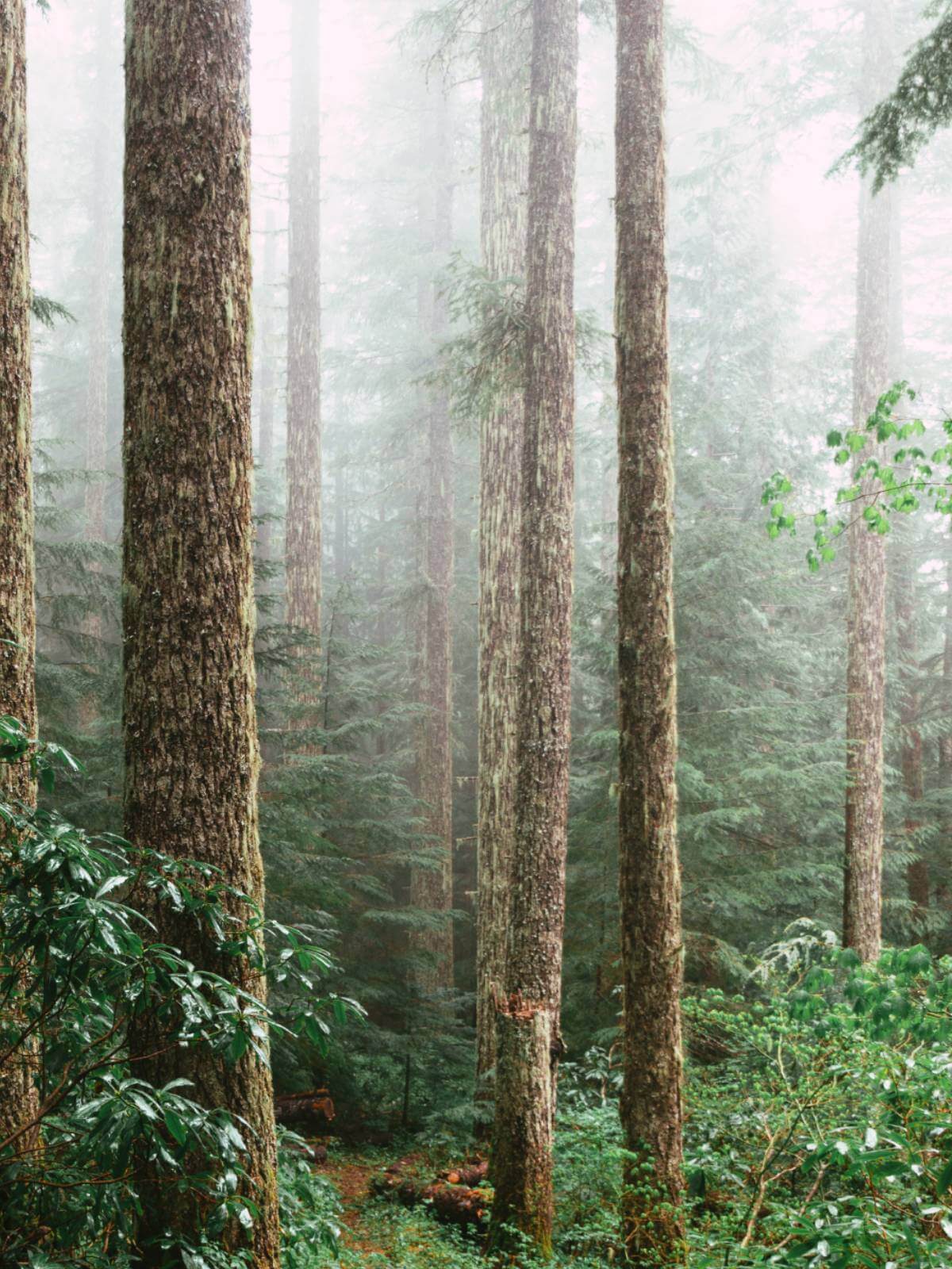 Image of trees and greenery in a forest, surrounded by clouds and mist